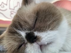 -喵园·猫主题咖啡厅·撸猫·猫咖(国贸店)