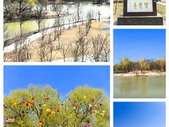 -盐城丹顶鹤湿地生态旅游区
