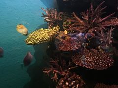 -暹罗海洋世界