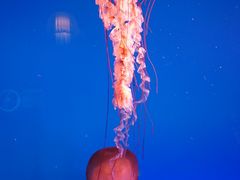 -太平洋海底世界