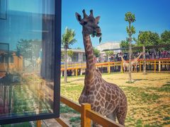 -西霞口神雕山野生动物世界