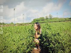 -雪绿茶博物馆