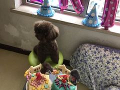 -波姐宠物家庭寄养