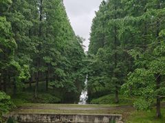 -黄海国家森林公园