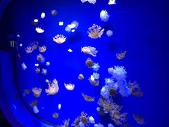 -芜湖新华联大白鲸海洋公园