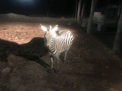 -清迈夜间动物园