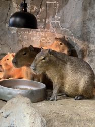 -Zoolung Zoolung动物主题公园(海信广场店)