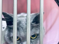 -暖阳宠物医院·犬猫康复中心·骨科
