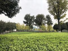 -重庆市江北嘴中央商务区中央公园