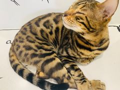 -白夜2D咖啡馆