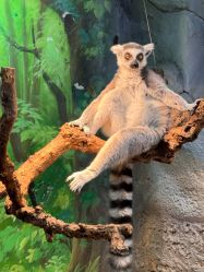 -Zoolung Zoolung动物主题公园(海信广场店)