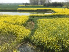 -溱湖国家湿地公园