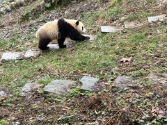 -中国大熊猫保护研究中心雅安碧峰峡基地