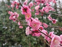 -花开海上生态园