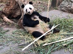-都江堰中华大熊猫苑