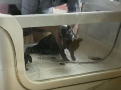 -70cat德文卷毛猫·缅因猫纯种猫舍
