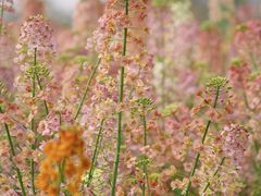 -中国天府农业博览园