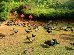 -西双版纳勐泐文化旅游区