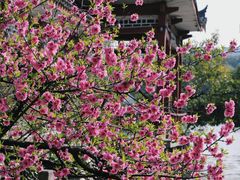 -西湖公园(鼓楼区)