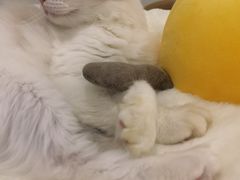 -有喵·猫咖·狗咖·30几只猫10只小狗(岗厦店)