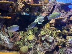 -上海海洋水族馆