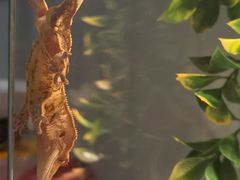 -酷以爬仙阁实体爬宠店·守宫·蜥蜴·专业繁育