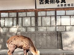 -奈良公园