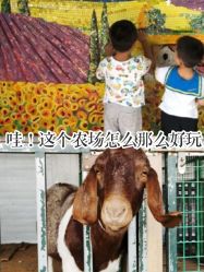 -小蜜蜂农场(凯德七宝购物广场店)