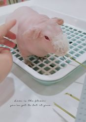-Moni星球萌宠·小马宝莉·灵蛇·高端高阶全萌宠互动体验俱乐部(红豆国际广场店)