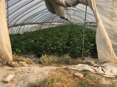 -喜杨洋草莓采摘园