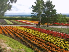 -富田农场