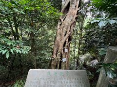 -海南热带雨林国家公园吊罗山景区