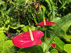 -国家植物园南园