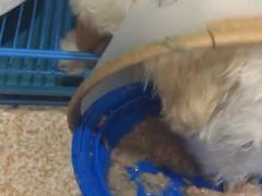 -芭比堂动物医院·24小时·眼科中心(深圳中心)