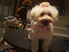-Oh My Dog宠物沙龙(伊珊娜皮毛护理店)