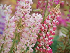 -上海滨江森林公园