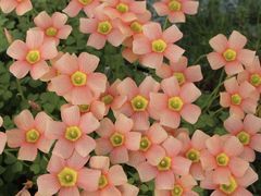 -北门涮肉·炭火铜锅涮肉(什刹海店)