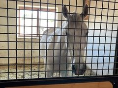 -北京群众马术培训基地