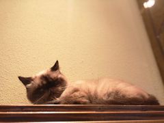 -more than meow吴止猫主题餐厅(承德 中船汇店)