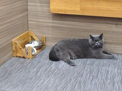 -严国平动物医院(德政总院)