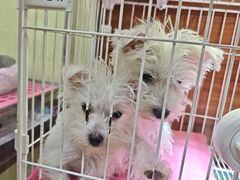 -青石桥花鸟鱼虫市场(叠翠城店)