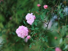 -鹅湖玫瑰文化园