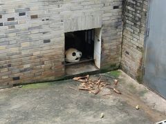 -都江堰中华大熊猫苑