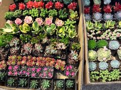 -双季花艺园艺市场(浦东店)