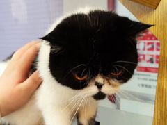 -BABIT巴比特宠物(MOMOPARK店)