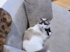 -啵啵喵·猫咖(攀华国际店)
