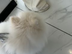 -艾吉宠物医院·疑难杂症转诊中心·猫友好(碧江路院)