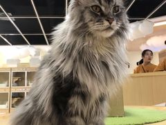 -猫和宫(六道口店)