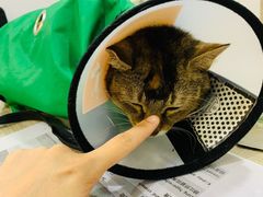 -荔康动物医院(康王北路店)