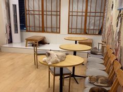 -Let's go狗咖·猫咖·奶狗·桌游(春熙路IFS店)
